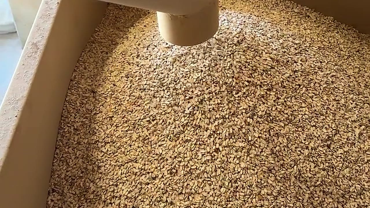 Tolva de recepción de frijol