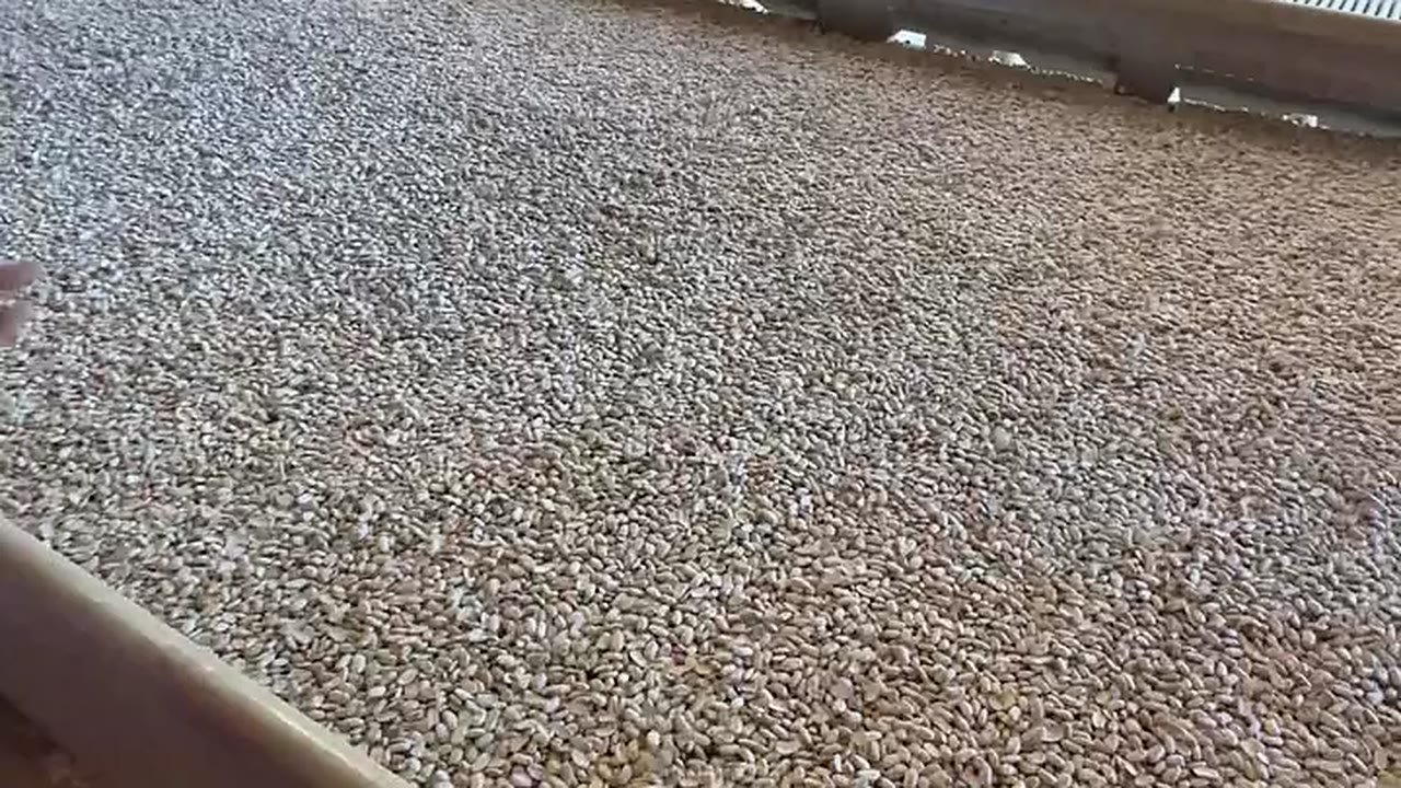 Grano separado en la mesa