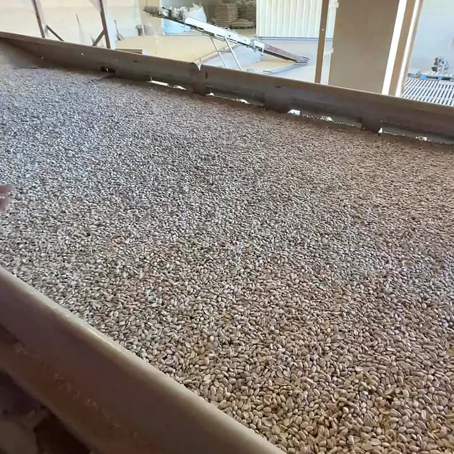Grano limpio