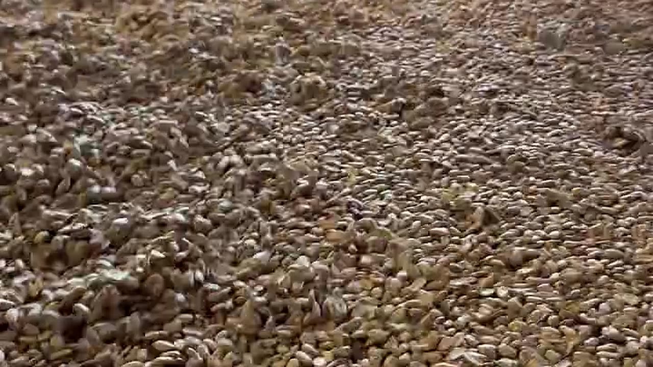 Grano pulido, sin polvo