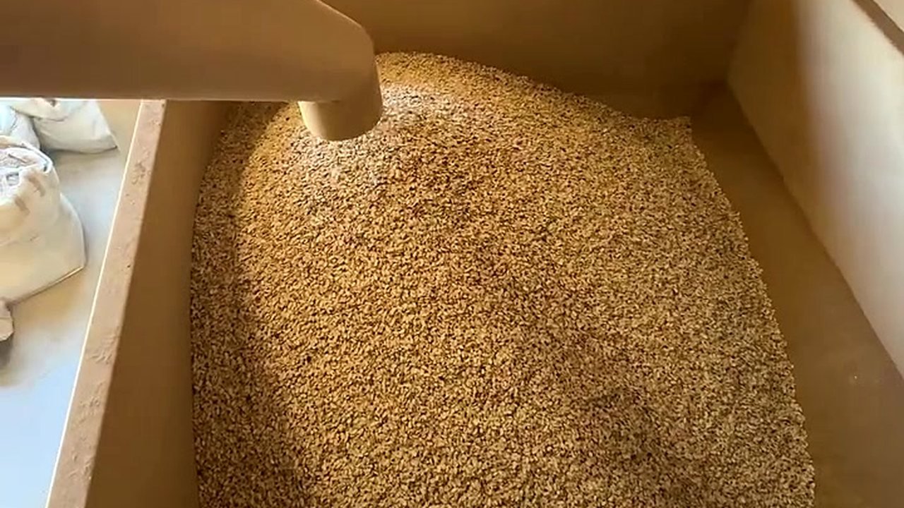 Tolva de recepción con grano
